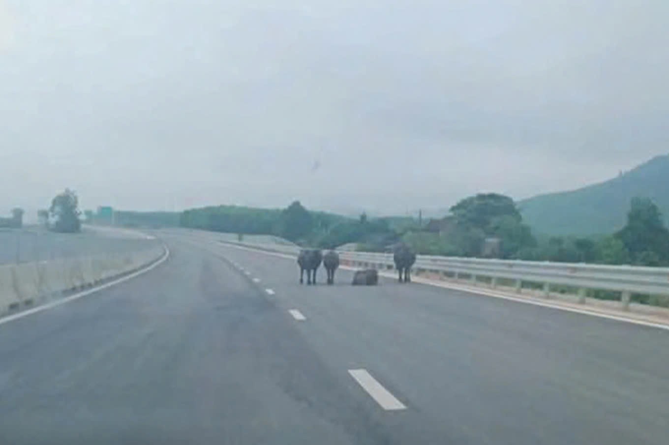 Trâu bò xuất hiện trên cao tốc Hàm Nghi - Vũng Áng