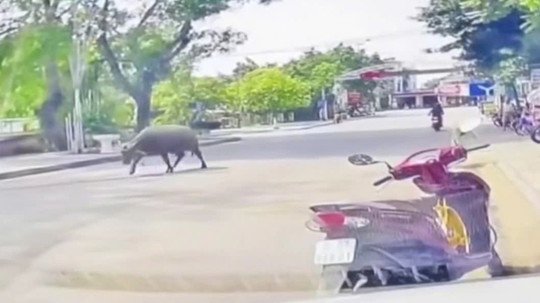 Trâu ‘điên’ húc làm gãy xương sườn người phụ nữ đang chạy xe máy ở Thanh Hóa