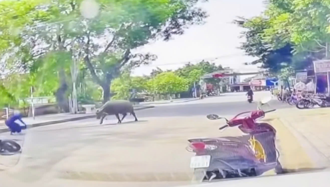 Trâu ‘điên’ húc làm gãy xương sườn người phụ nữ đang chạy xe máy ở Thanh Hóa