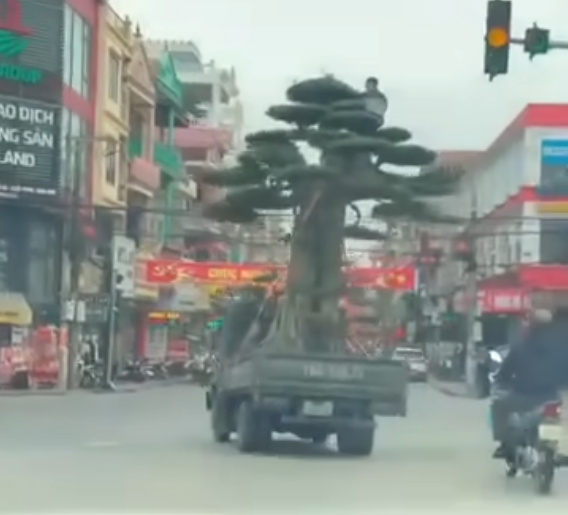 Tài xế xe tải nộp phạt 39 triệu đồng vì chở cây quá khổ “nghênh ngang” trên đường