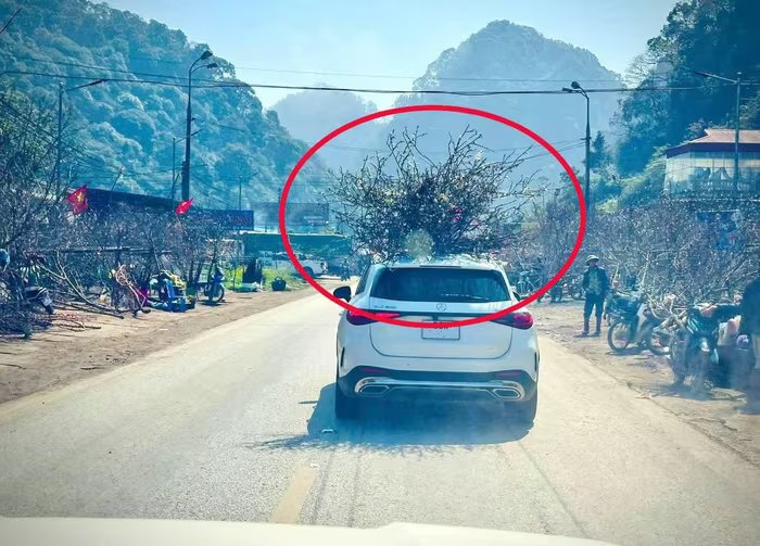 Chở cây cảnh ngày Tết sao cho đúng quy định?