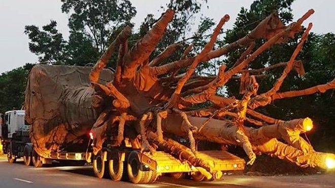 Chủ xe chở cây cổ thụ khổng lồ bị phạt hơn 80 triệu