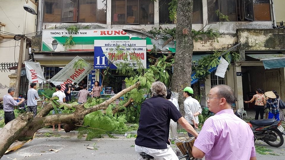Hà Nội: Cây xanh bất ngờ đổ rạp trên phố khiến xế hộp bị "vạ lây"