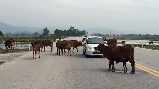 Trâu bò vẫn “thách thức” ô tô trên quốc lộ 8A