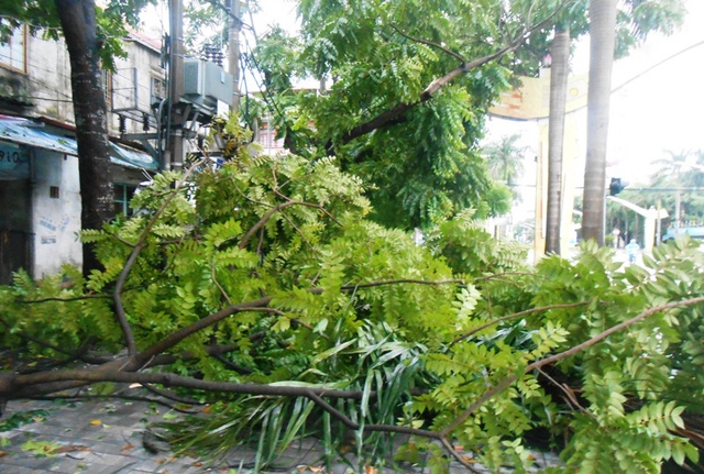 Hà Tĩnh: Bão số 2 quét qua, cây đổ ngổn ngang, đường phố "tan tác" ha tinh bao so 2 quet qua cay do ngon ngang duong pho tan tac