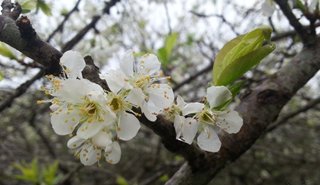 Du xuân Tây Bắc - P1: Mận trắng vườn