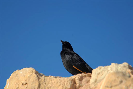 Chim vẫn hót trên pháo đài Masada