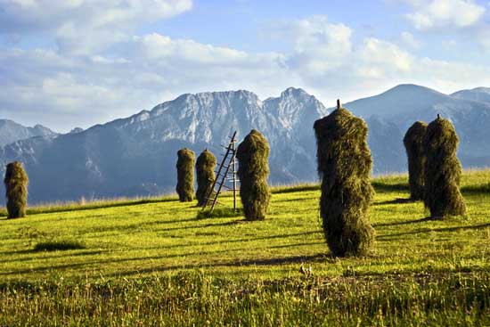 Cánh đồng ở Zakopane mùa gặt.