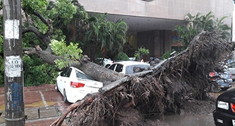 Ảnh hưởng của bão Dianmu, KIA Forte bị cây đổ gần tháp Hà Nội