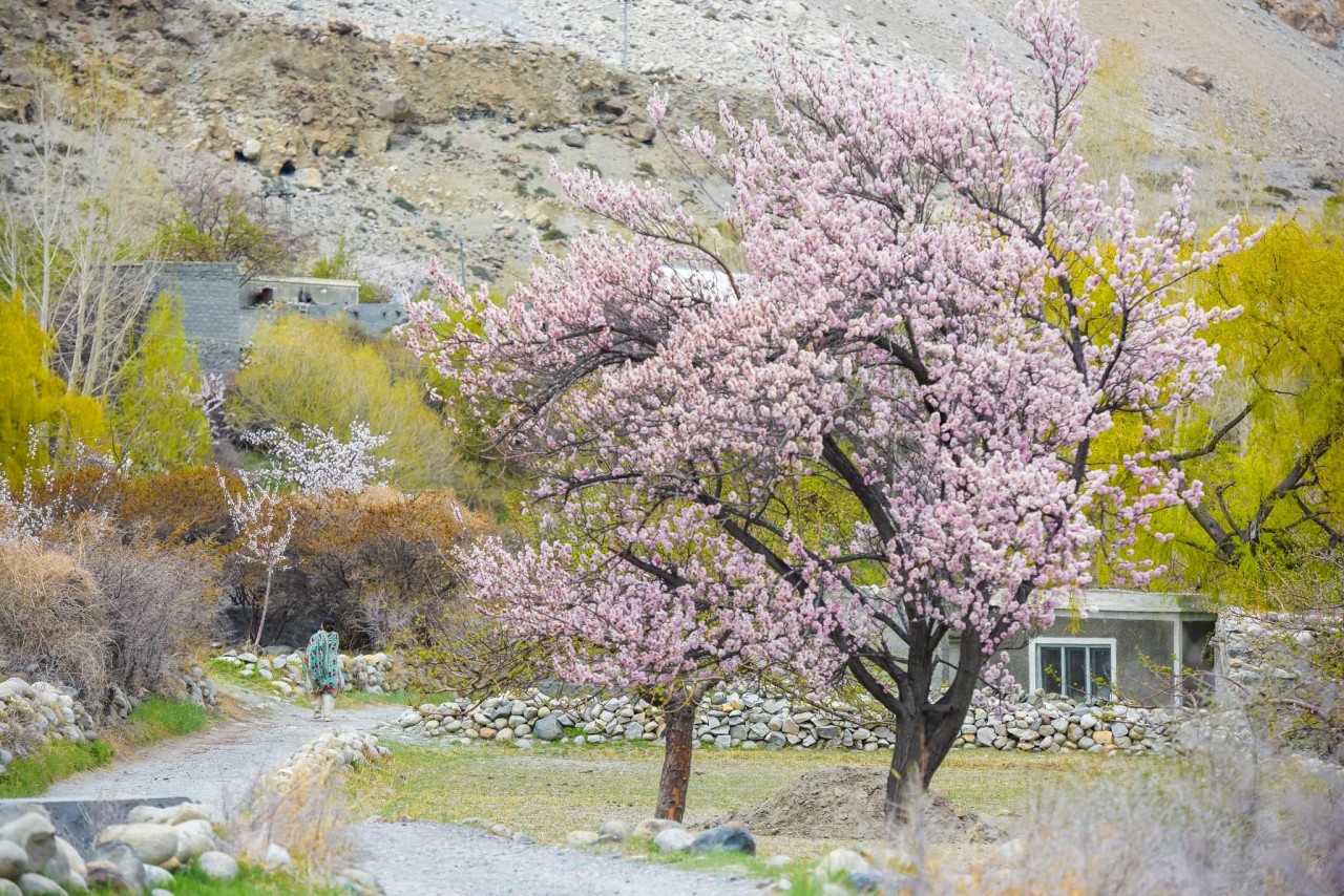 Khám phá Pakistan mùa xuân tuyệt đẹp qua ống kính nhiếp ảnh gia Nguyễn Việt Hùng