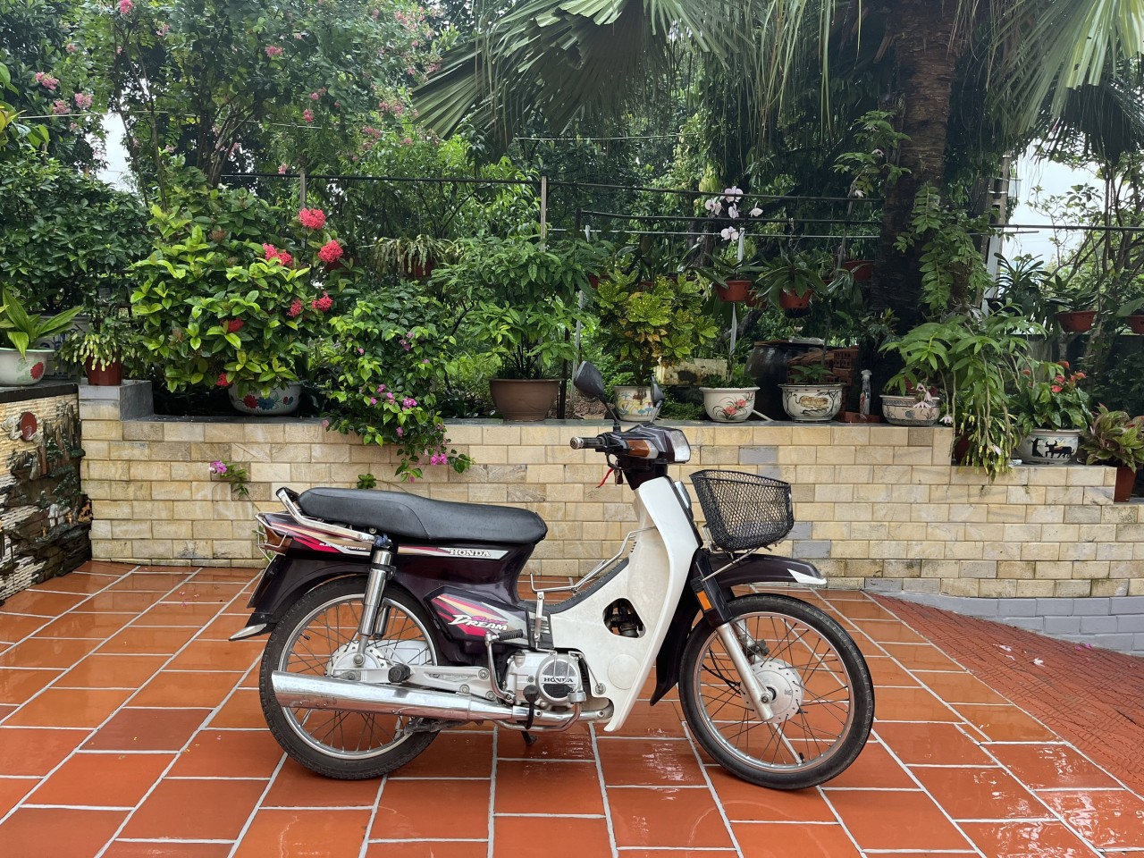 Cận cảnh xe máy Honda Dream 1997 biển độc màu độc nhất Hà Thành