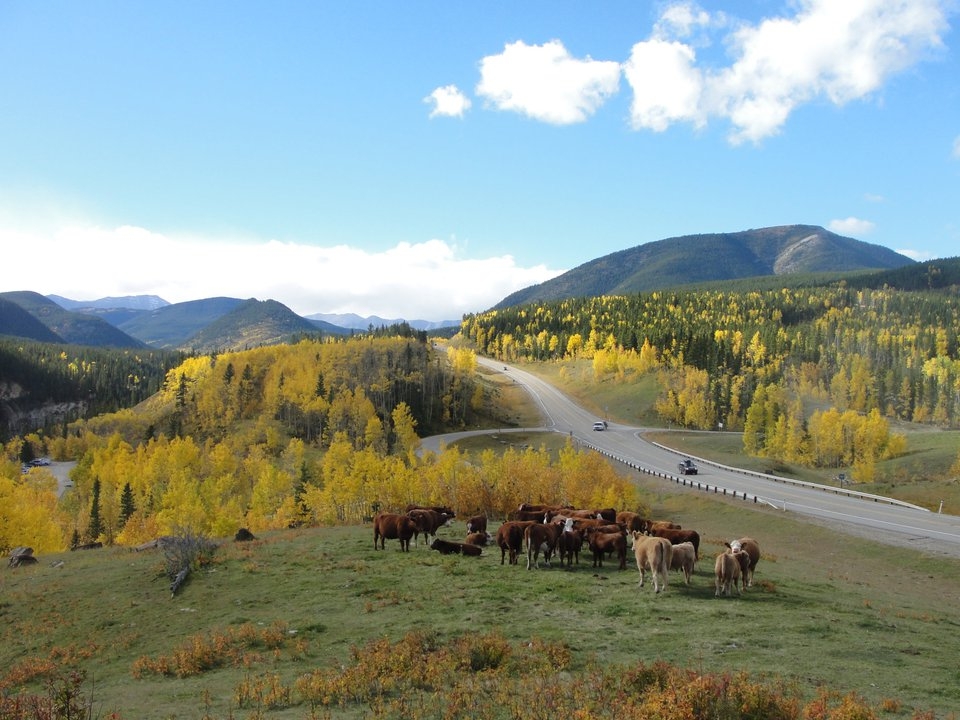 Câu chuyện Canada: Hồi ức và kỉ niệm