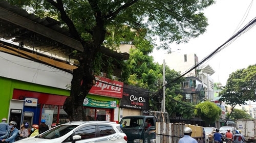 TP Hồ Chí Minh xử lý 123 cây xanh nhằm giảm ùn tắc quanh sân bay Tân Sơn Nhất