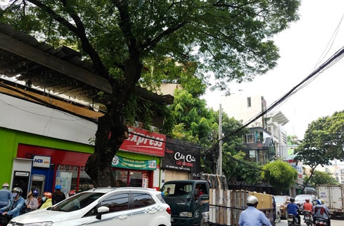 tp ho chi minh xu ly 123 cay xanh nham giam un tac quanh san bay tan son nhat