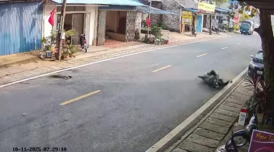 Va chạm với vật nuôi chạy trên đường, người lái xe máy ngã ra đường, văng xa vài mét