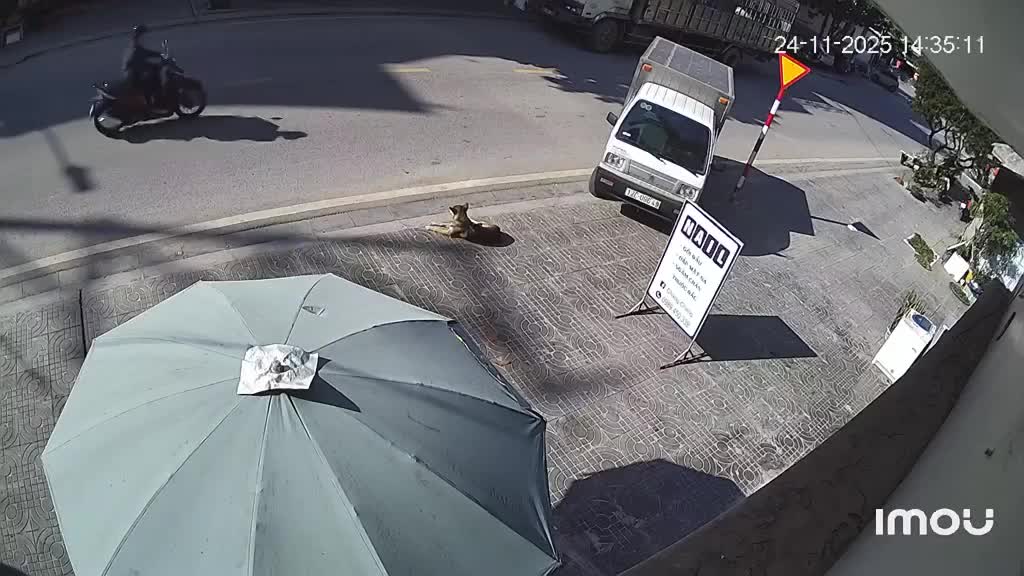 Tài xế đi xe không quan sát, kéo lê con chó đang nằm phơi nắng trên vỉa hè