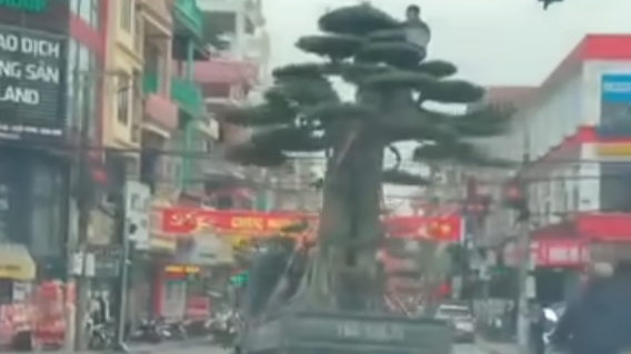 Chở cây cảnh quá khổ trên đường, tài xế bị phạt 39 triệu đồng
