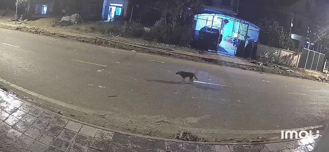 Thanh niên phóng nhanh tông trúng con chó đang đứng giữa đường
